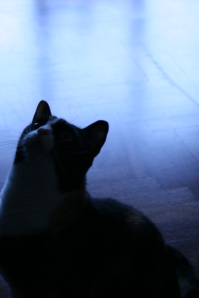 ...sguardo felino...