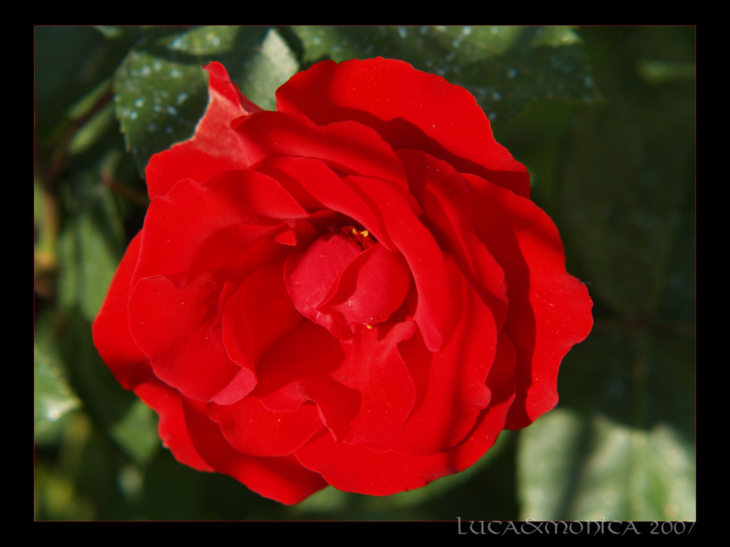 Red Rose