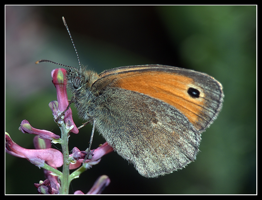 La mia prima Farfalla