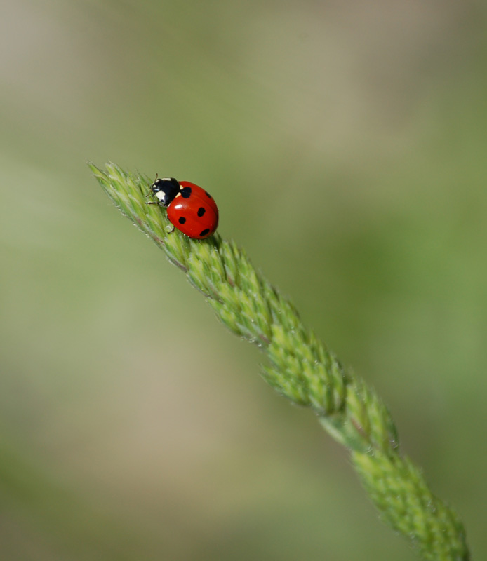 Arrampicatrice di sinistra