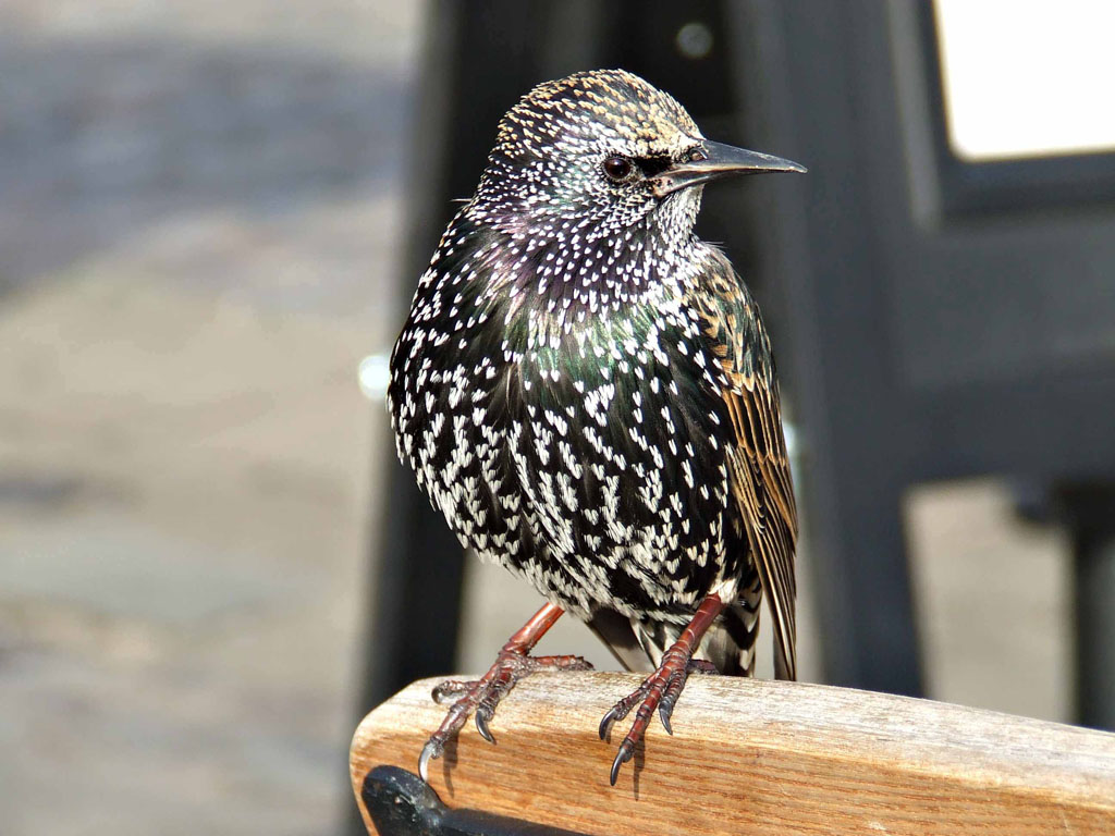 piumato londinese n.2