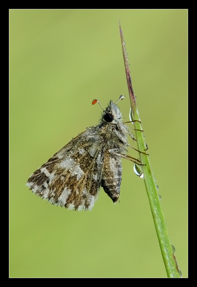 Pyrgus malvae malvoides