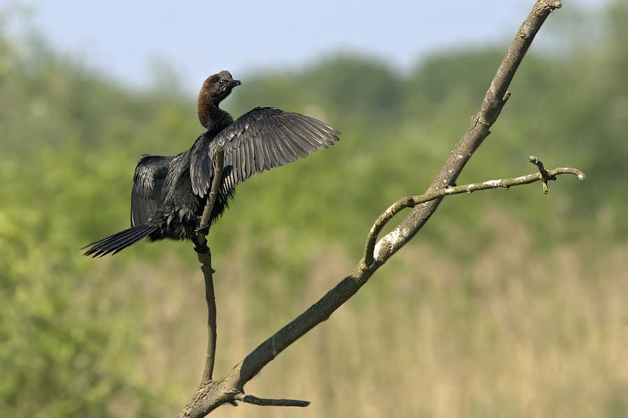 Marangone Altezzoso...