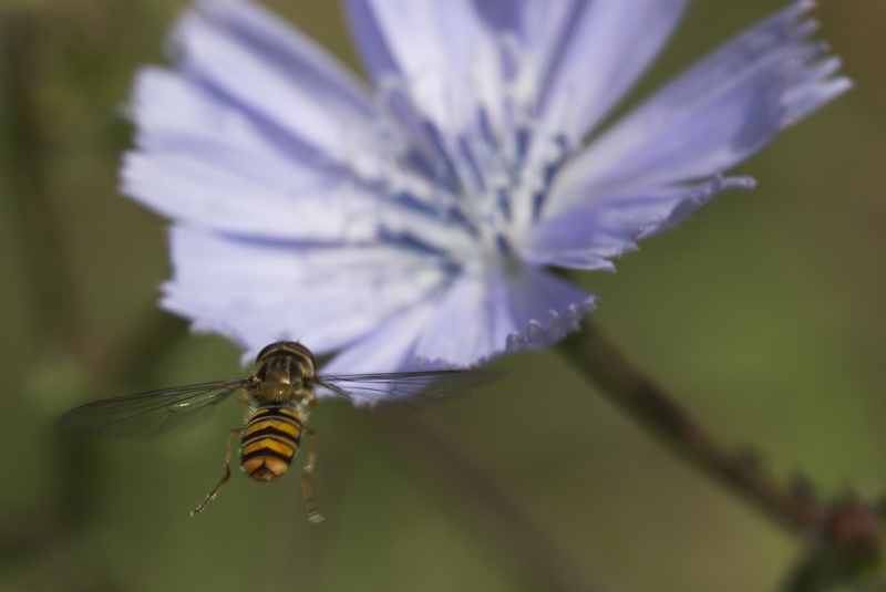Mi sembra un bel fiore