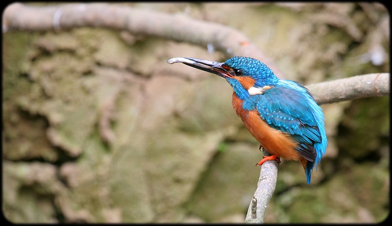 martino - oasi di sant'alessio