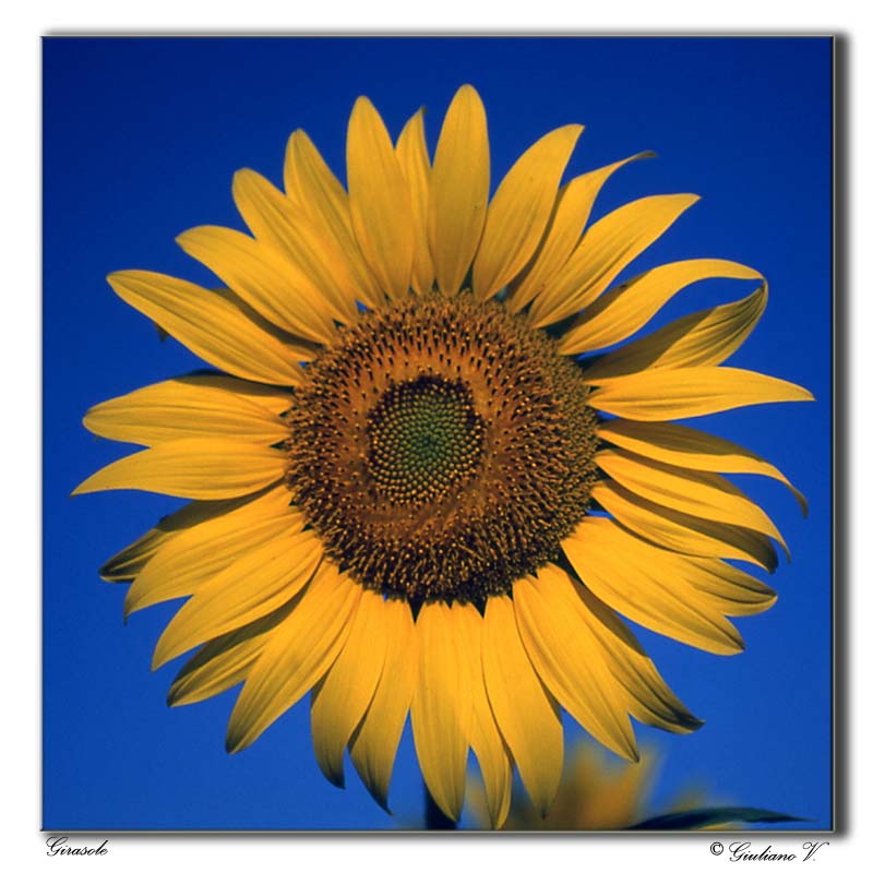 Girasole