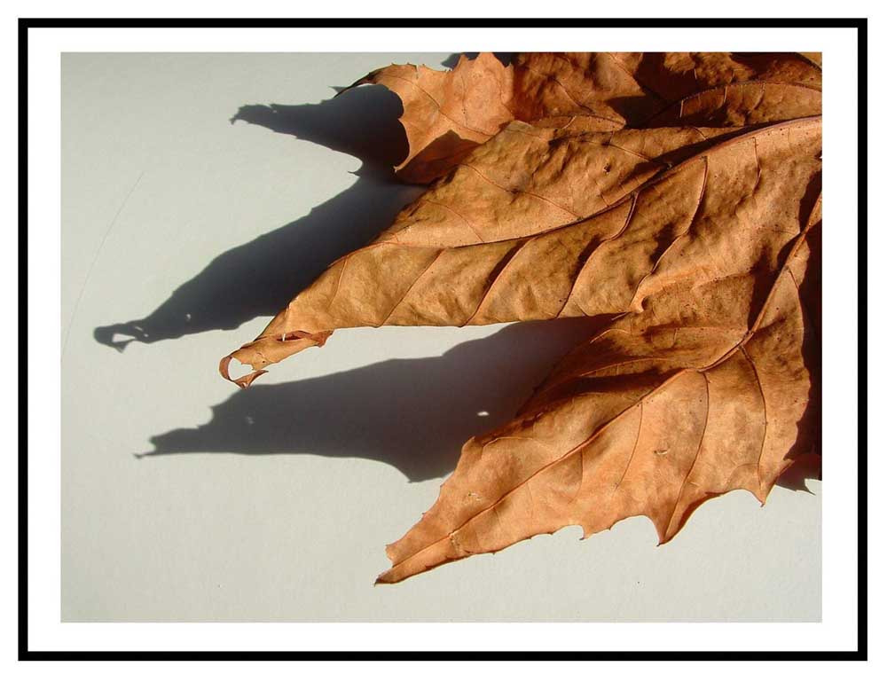 Foglia 04