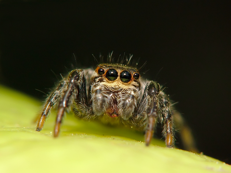 anche alle donne sta simpatico questo ragnetto????