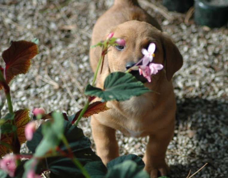 che profumo [cucciolo]