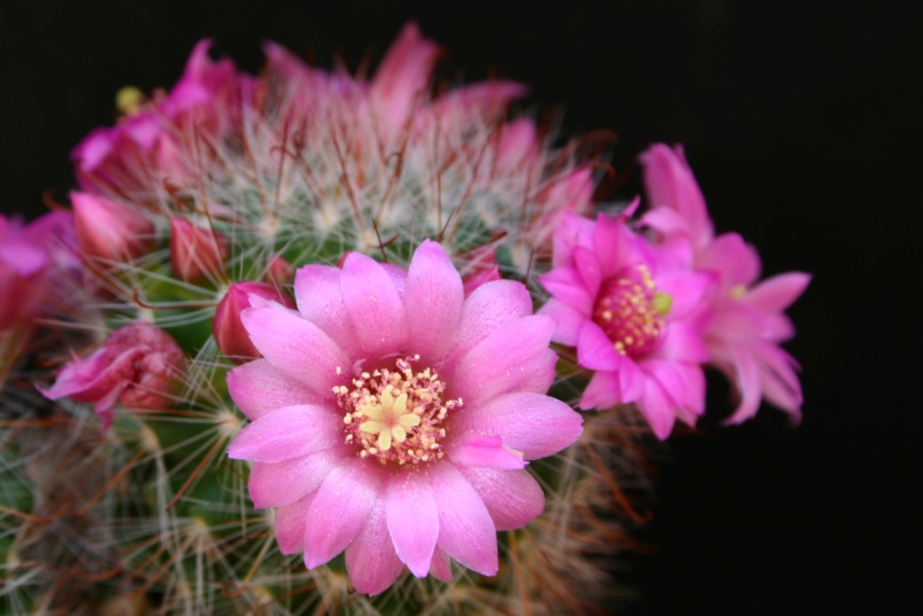 Mammillaria zeilmanniana