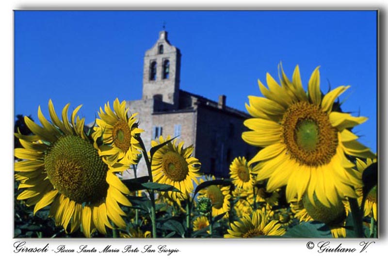 Girasoli-2