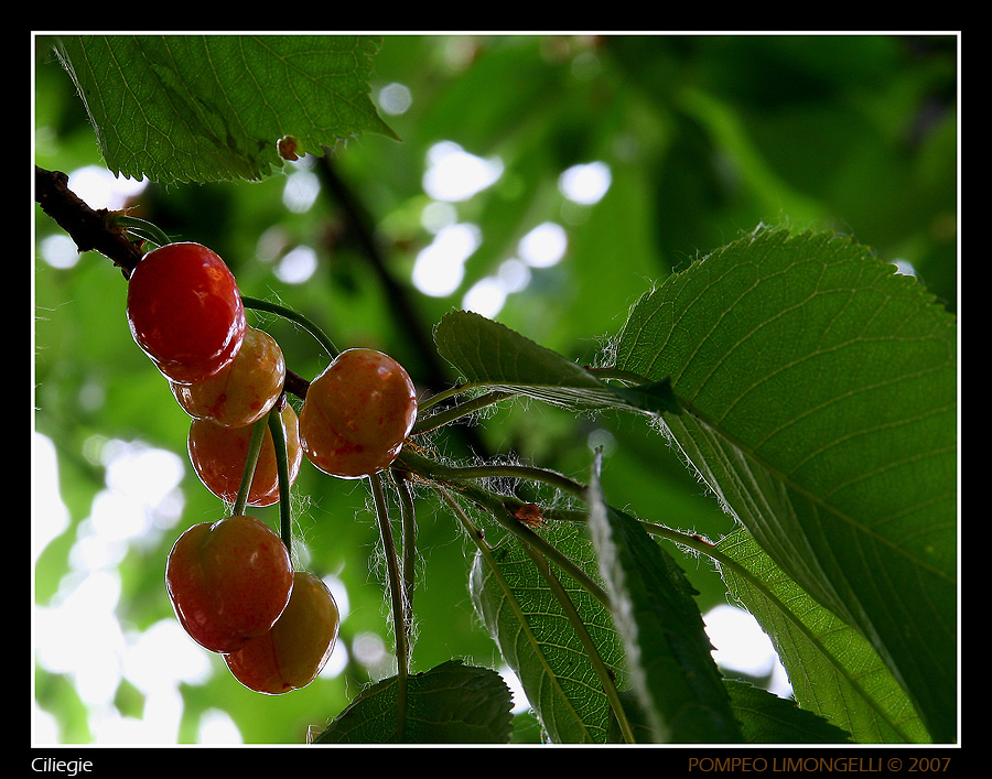 Ciliegie
