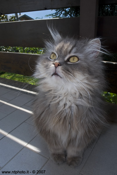 Tommy - Persiano cincill�