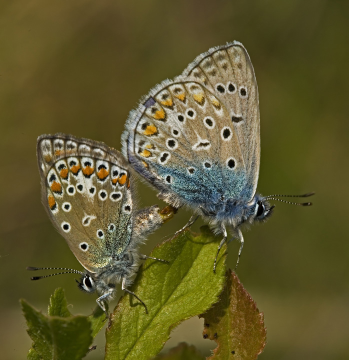 Lycaenidae.....il continuo della specie