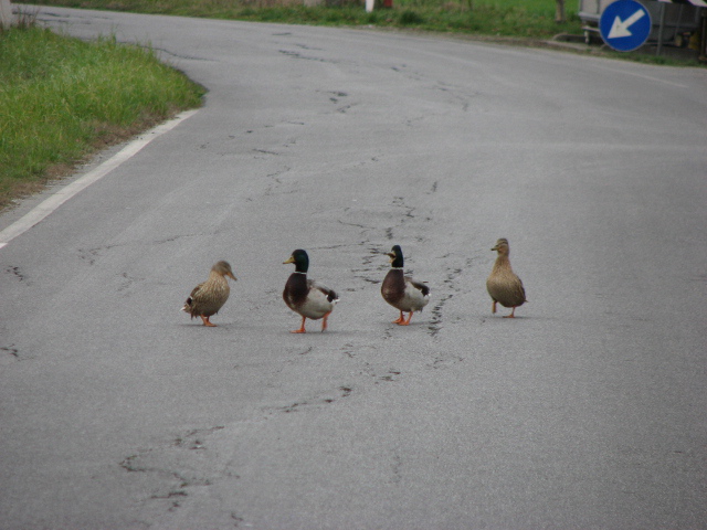 Alt, di qua non si passa
