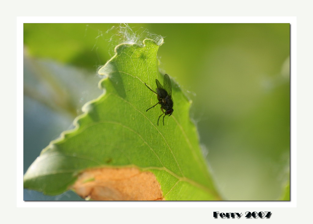 Difficile nobilitare una mosca.....