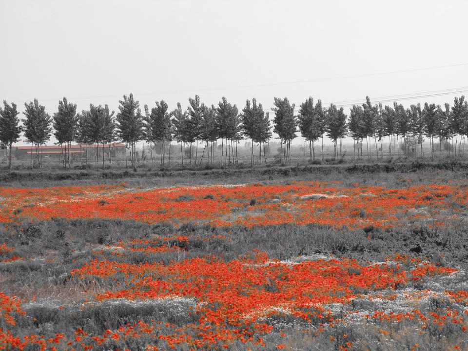 Papaveri-2