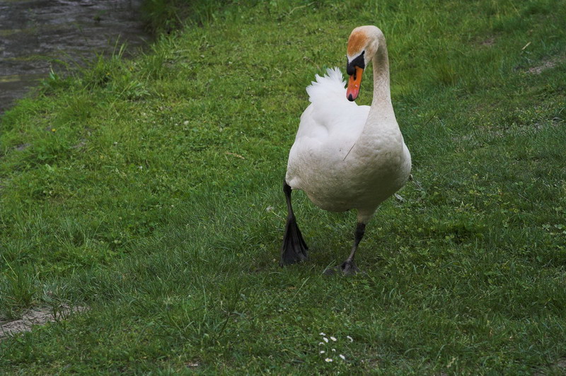 che c'� per terra??