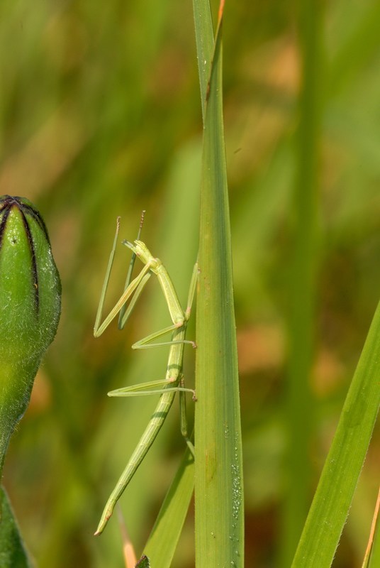 Insetto stecco Neanide Bacillus rossius