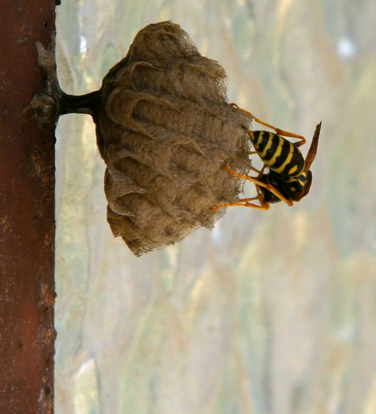 vespa in deposizione