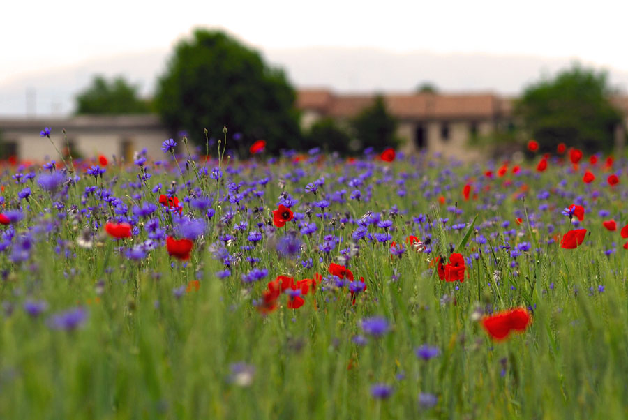 guardare attraverso i fiori