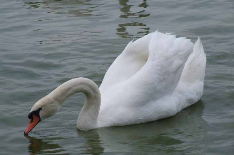 Cigno sul Lago di Garda