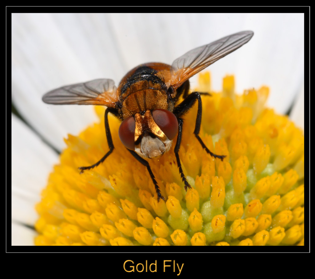 Gold Fly