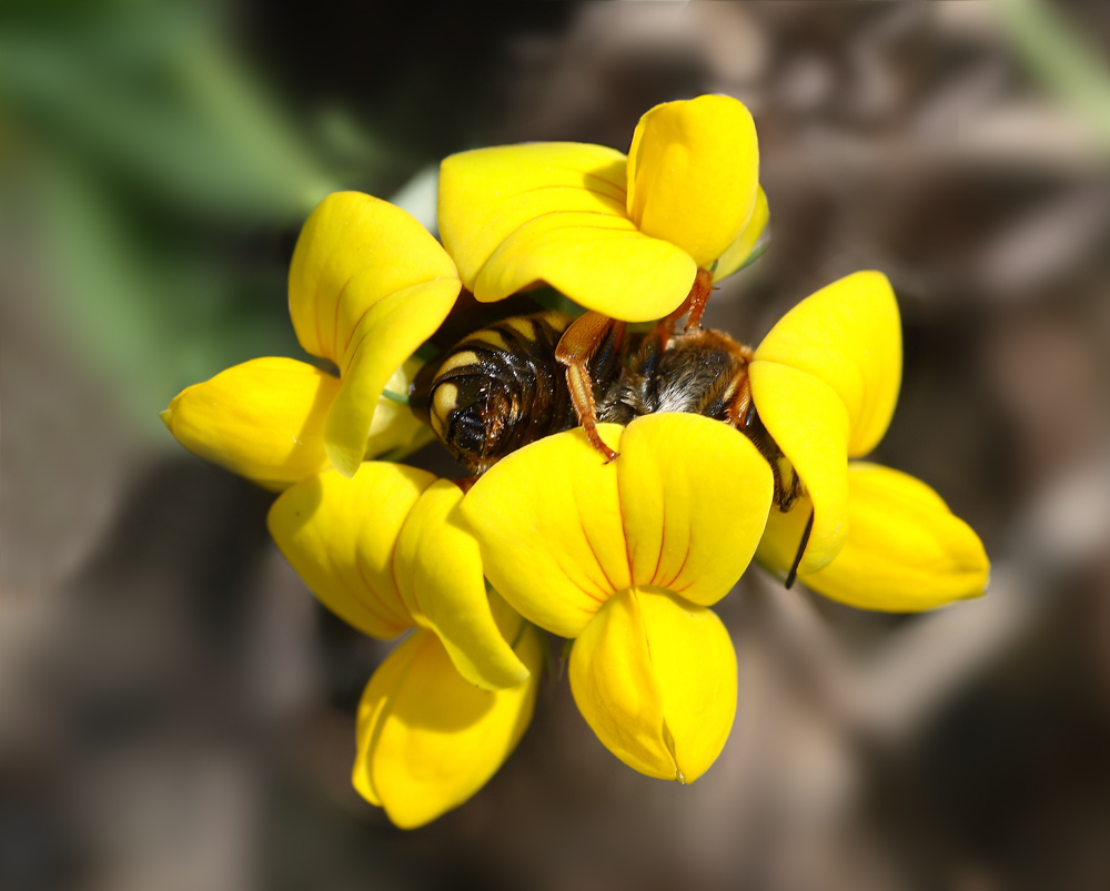 La bella addormentata
