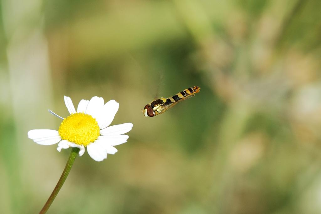 Volando Verso il Fiore