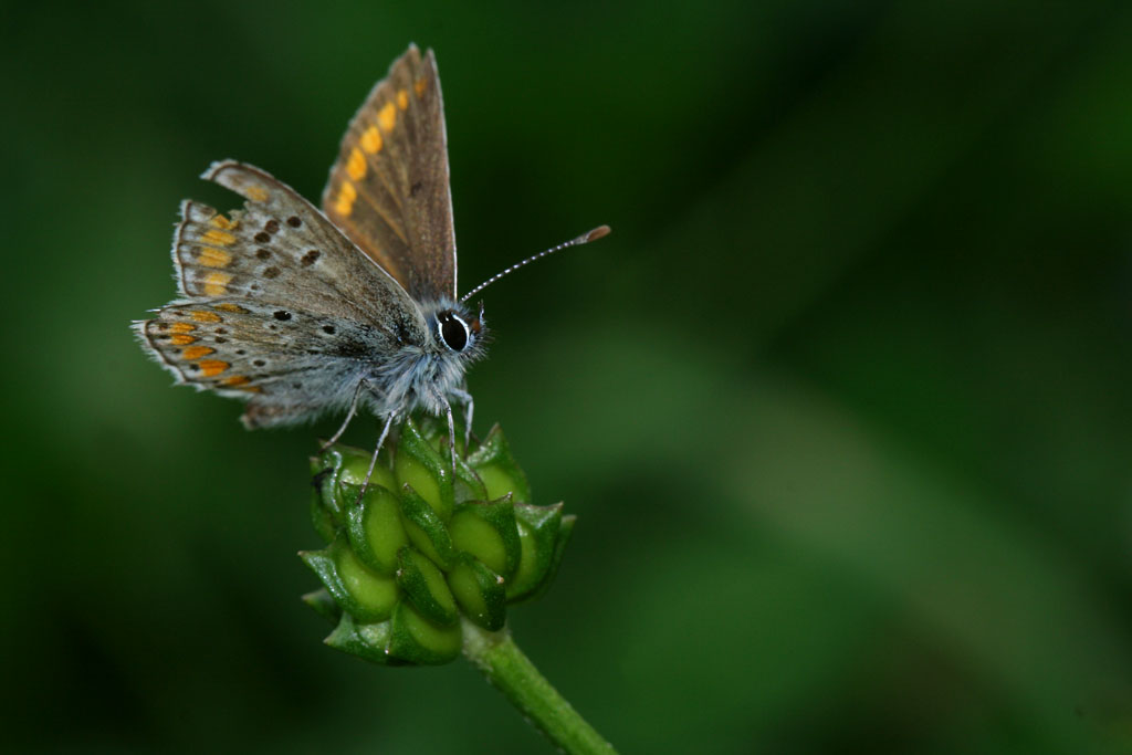 fatta oggi durante la pausa pranzo