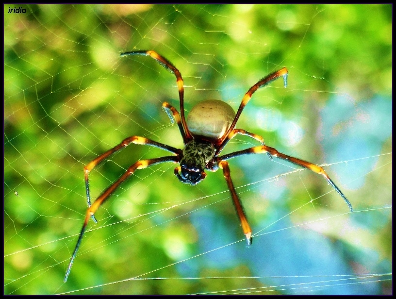 spider