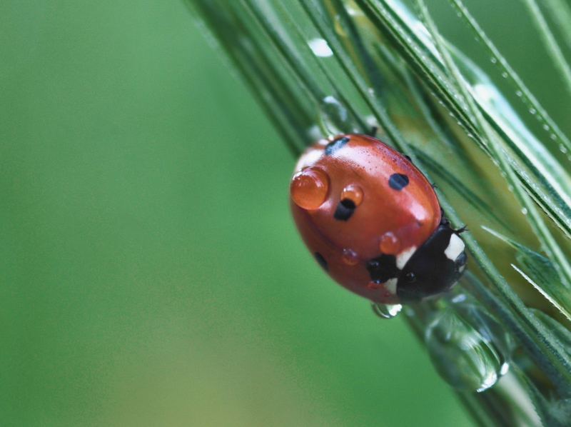 coccinella bagnata...