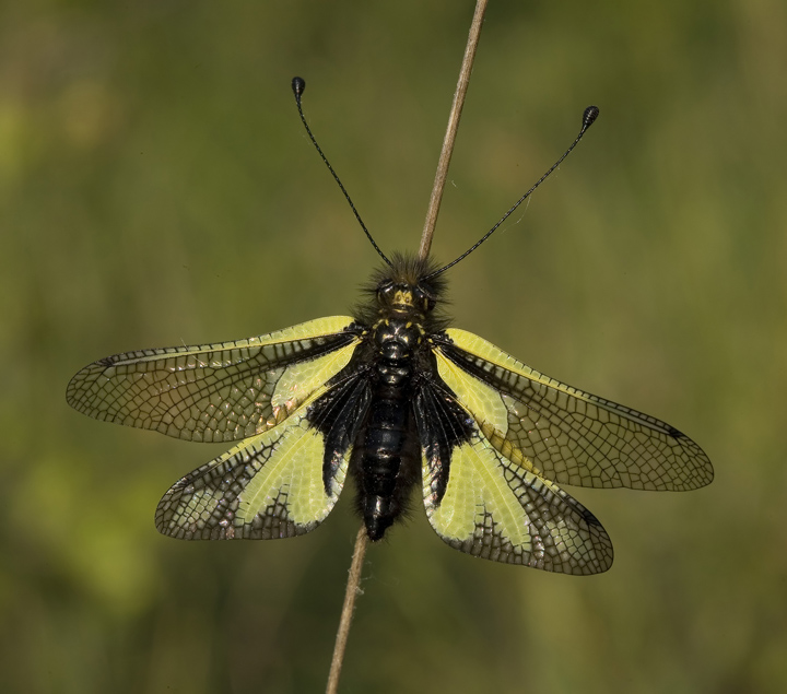 Libelloides coccaius