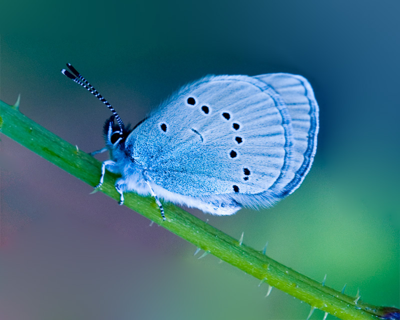 farfalla azzurra