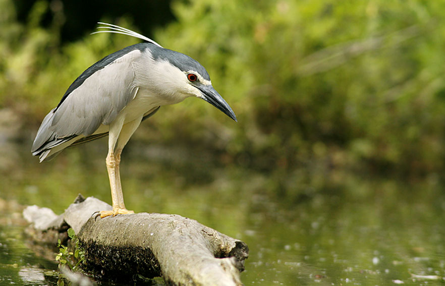 Renzo-La solita Nitticora