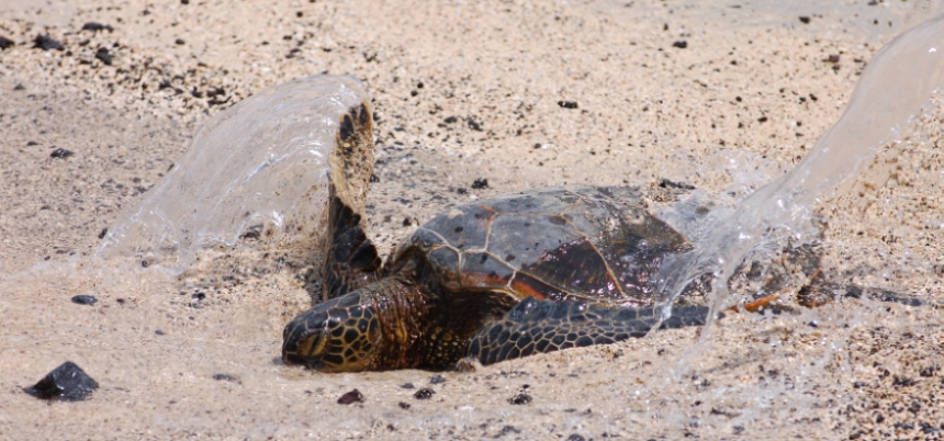 che caldo... diamoci una rinfrescata