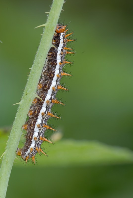 Brenthis daphne  Nymphalidae  (Bruco)