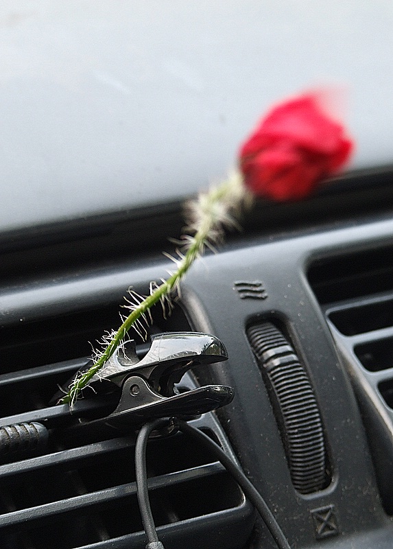 papavero climatizzato