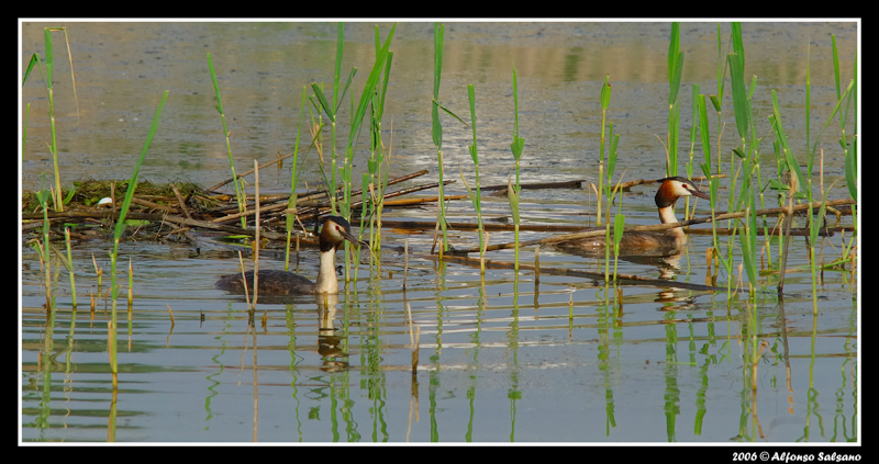Svasso Maggiore con nido