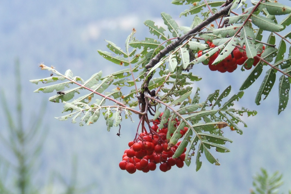 Sorbus aucuparia