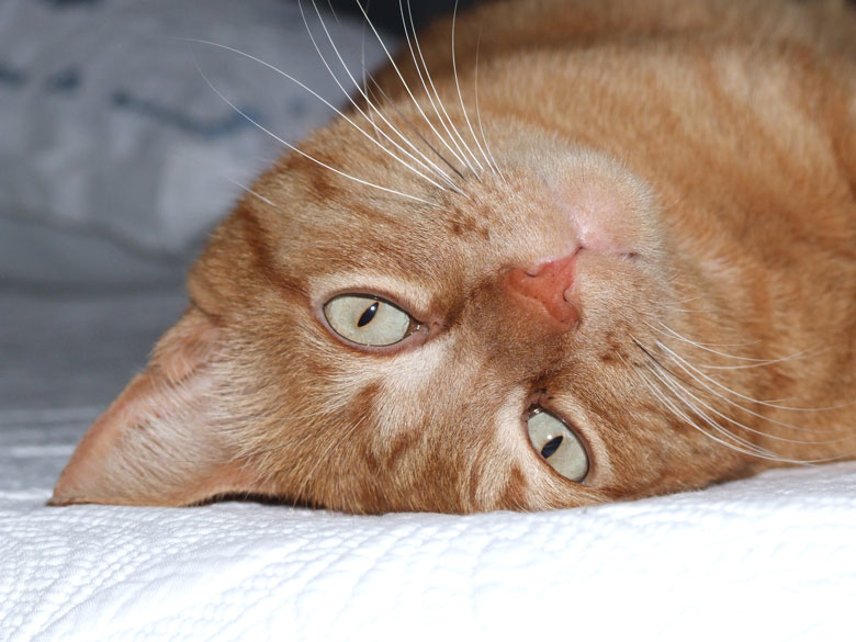 il riposo del guerriero