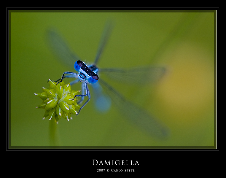 Damigella (Ritratto)