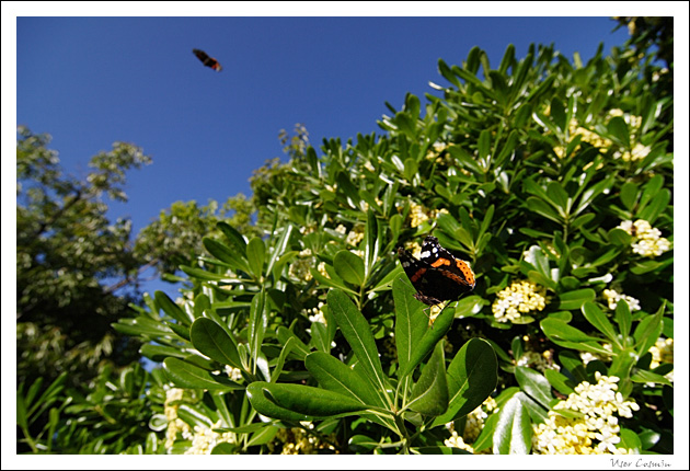 Farfalle di primavera