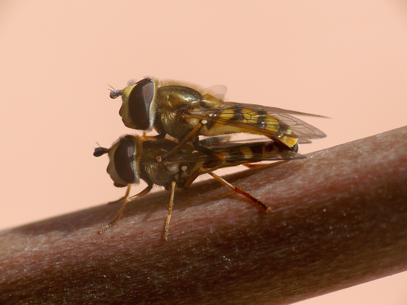 ditteri in love (didicata ad alex)