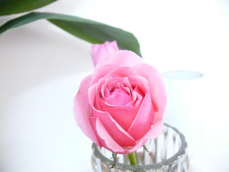 delicatezza (dedicata a francy)