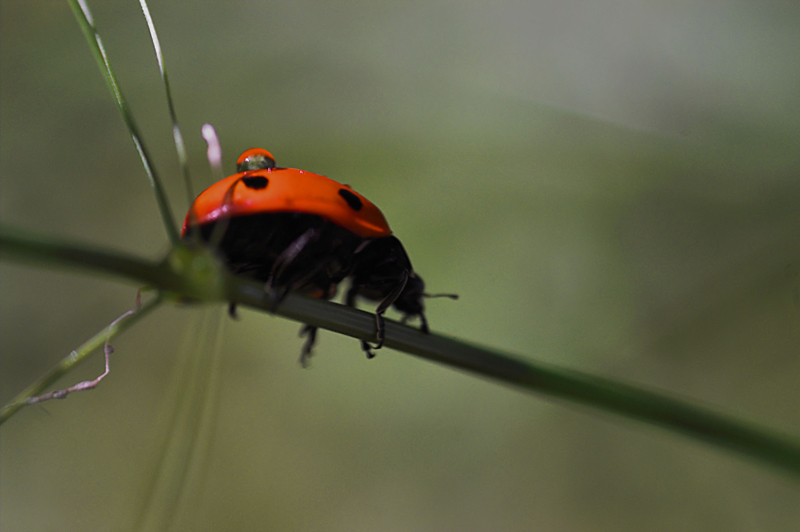 attenzione! trasposrto pesante