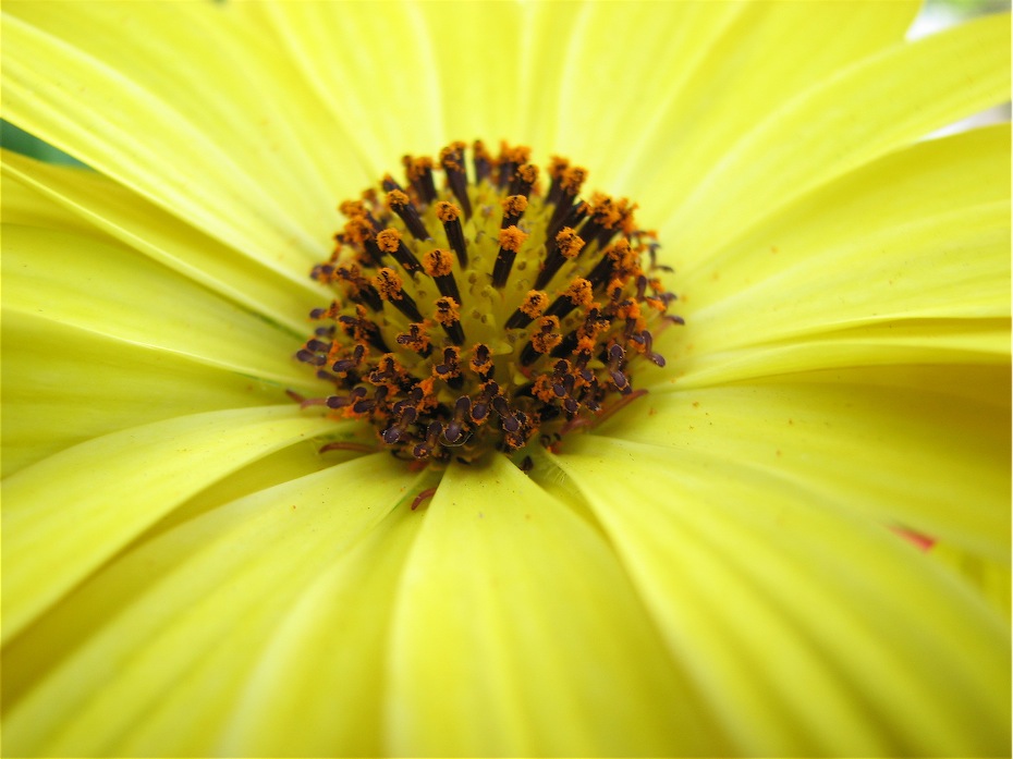 Yellow Daisy