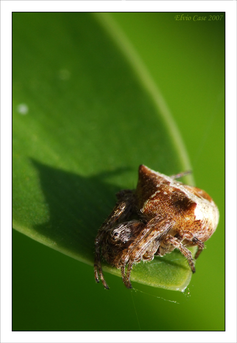 Non fare il timido....