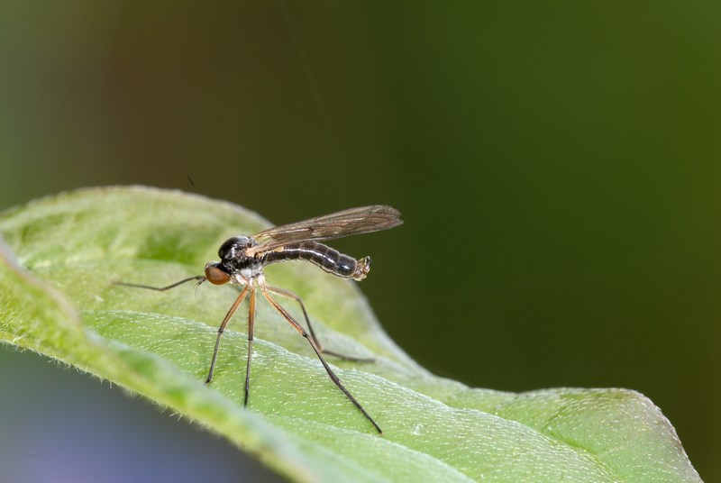 Dittero, sottordine nematoceri