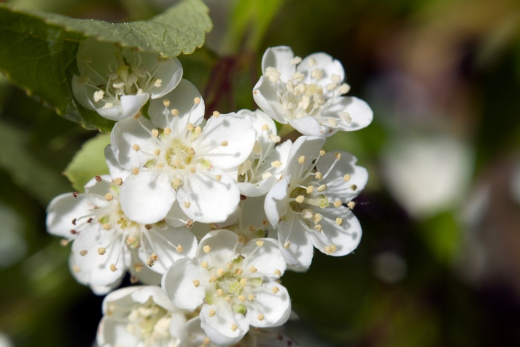 Phyrracantha coccinea